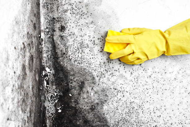 Best Industrial Mold Remediation in Soperton, GA