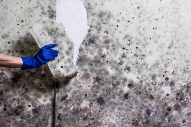 Best Residential Mold Remediation in Soperton, GA