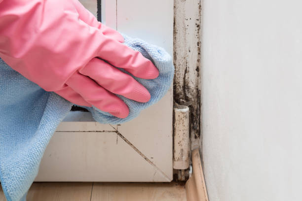 Best White Mold Remediation in Soperton, GA